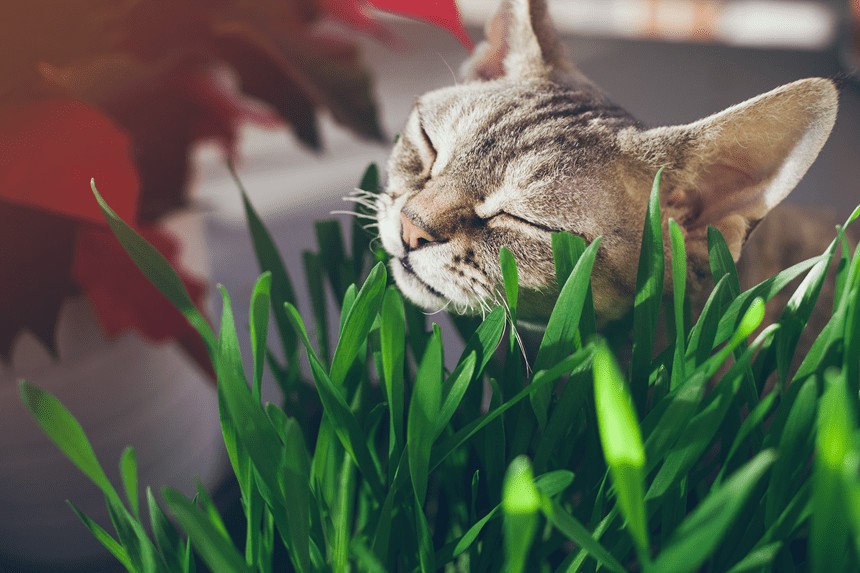 czy kot musi jeść trawę?