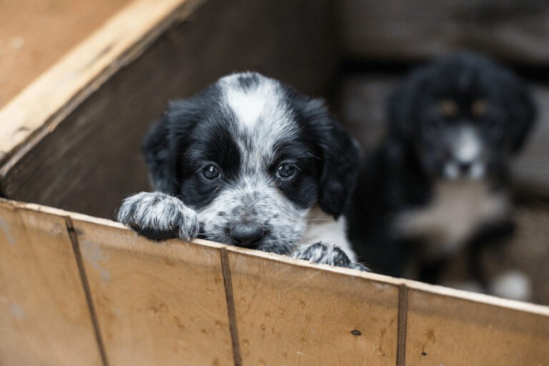 Wirtualna adopcja psa – na czym polega? Dowiedz się więcej!