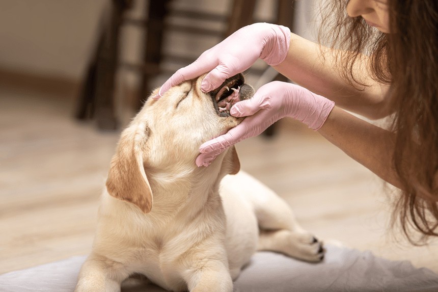 Wymiana zębów u psa – wszystko co musisz wiedzieć