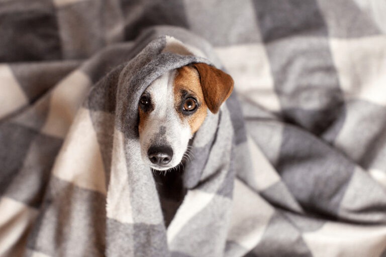 Zapalenie jelit u psa – objawy, leczenie i rokowania