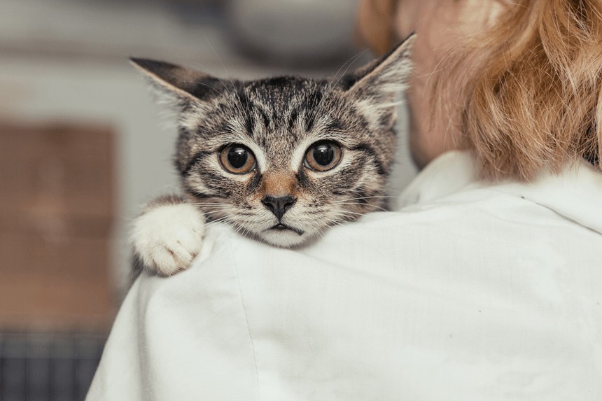 jak leczyć zapalenie spojówek u kota?