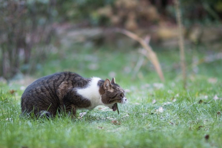 Zapalenie żołądka u kota – jak je rozpoznać i leczyć?