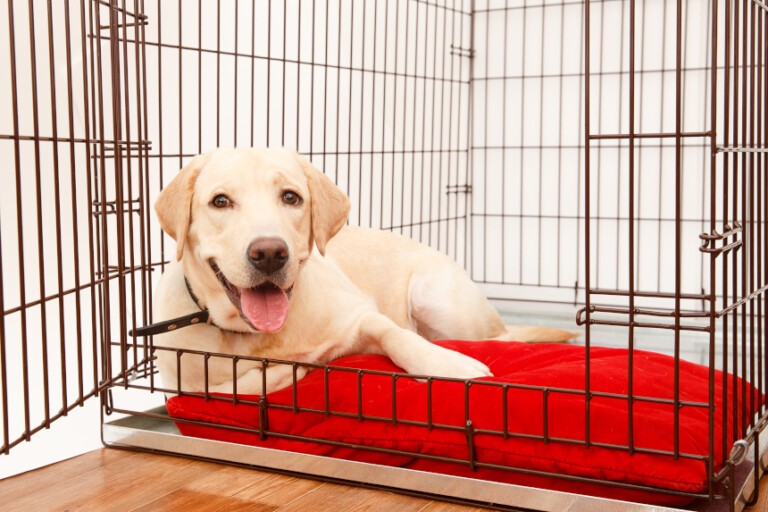 Klatka dla psa do domu – bezpieczne miejsce dla Twojego pupila