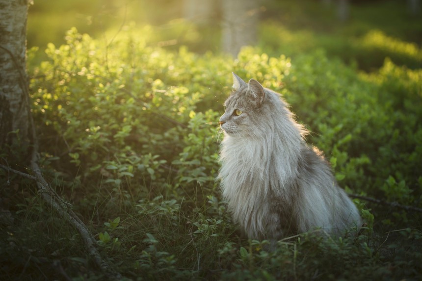 kot norweski w lesie