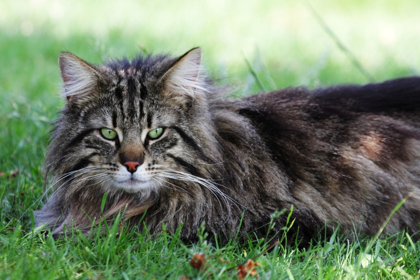 kot norweski leśny na trawie