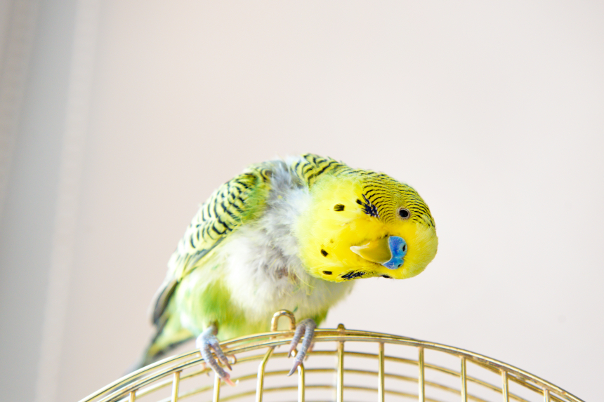 witaminy na pierzenie papug