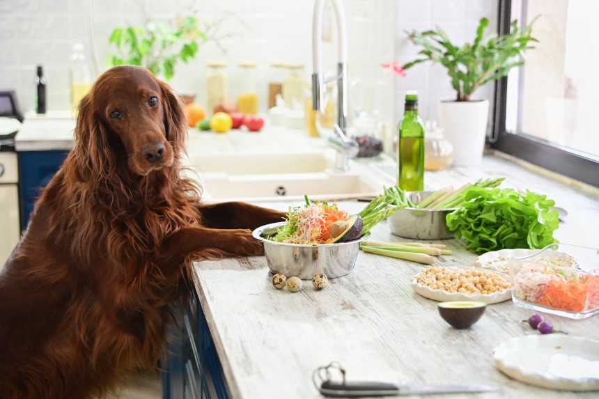 domowe jedzenie dla psa przepisy