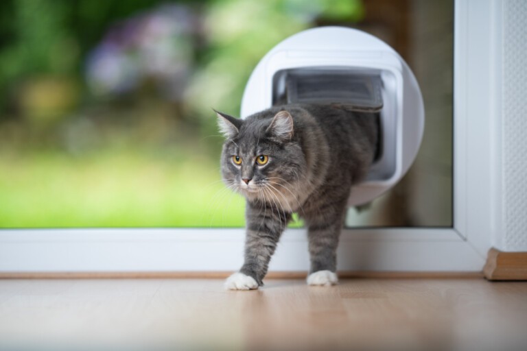 Drzwiczki dla kota w drzwiach – czy to dobry pomysł? Behawiorysta odpowiada!