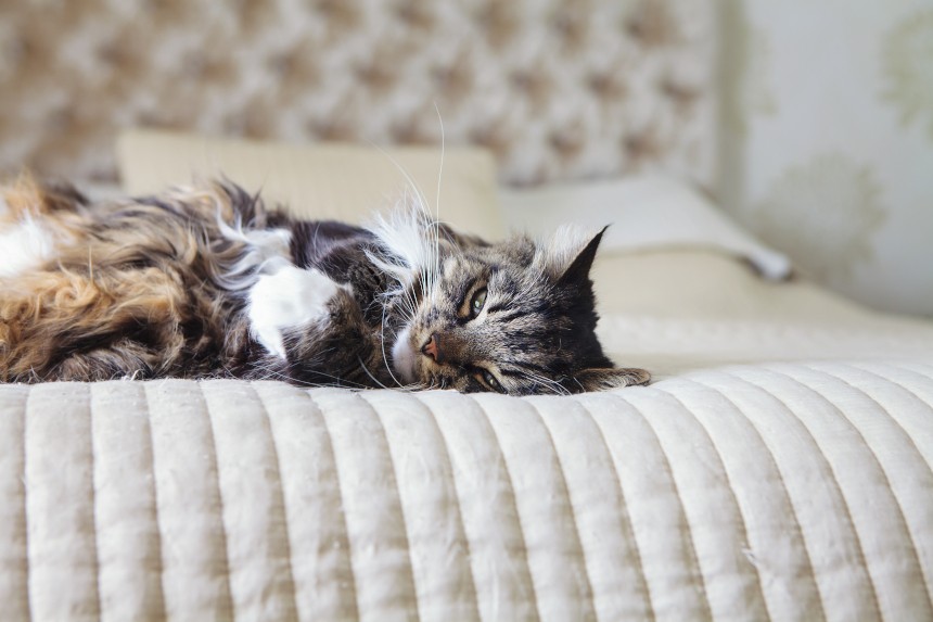 Spanie z kotem – niebezpieczne czy bezpieczne?