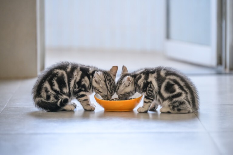 Jaka będzie najlepsza karma dla kota juniora? Odpowiadamy!