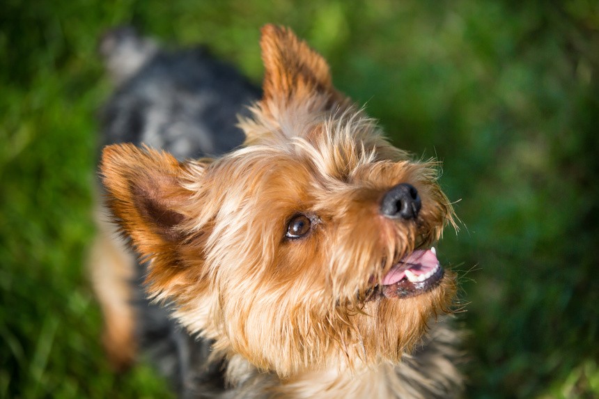 Yorkshire terrier cena