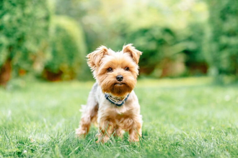 Yorkshire terrier – mały psiak z wielkim sercem, poznaj go bliżej!