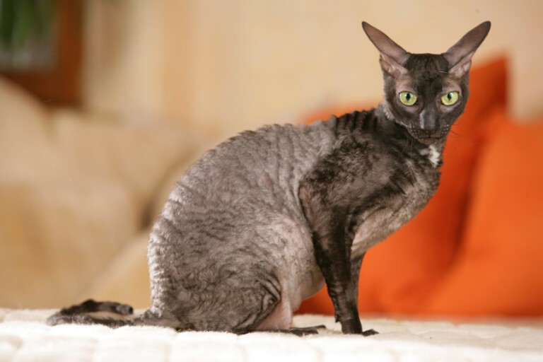 Cornish rex – kociak wesoły i ciekawski. Jaka jeszcze jest ta rasa?