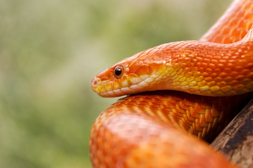co je wąż zbożowy?