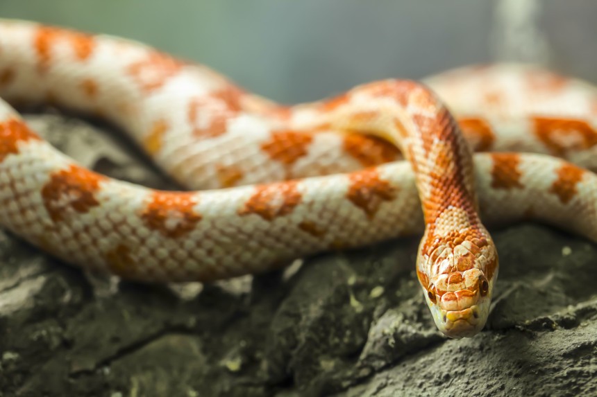wąż zbożowy – co je i jak go karmić?