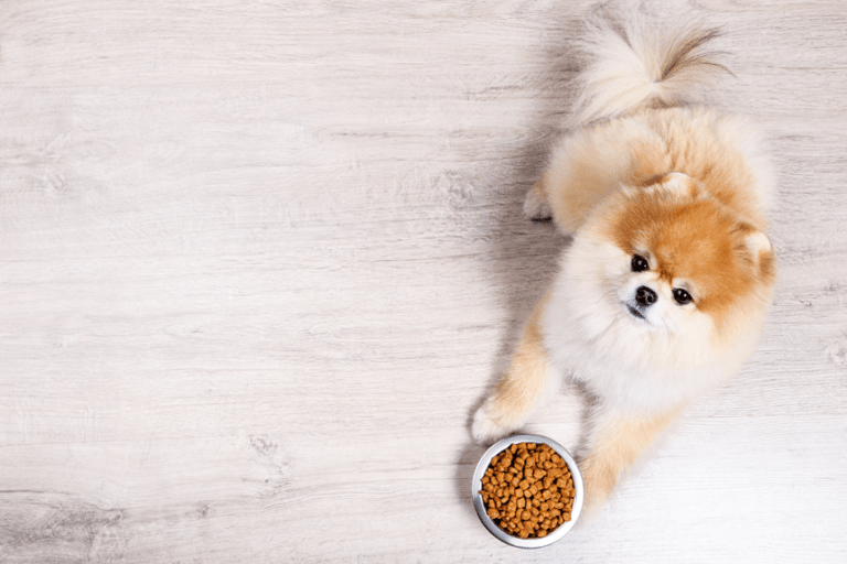 Pomeranian, czyli szpic miniaturowy – karmienie. Jaka powinna być jego dieta?