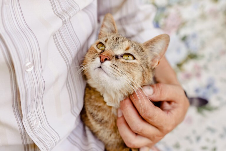 Czy koty wyczuwają choroby? Fakty i mity
