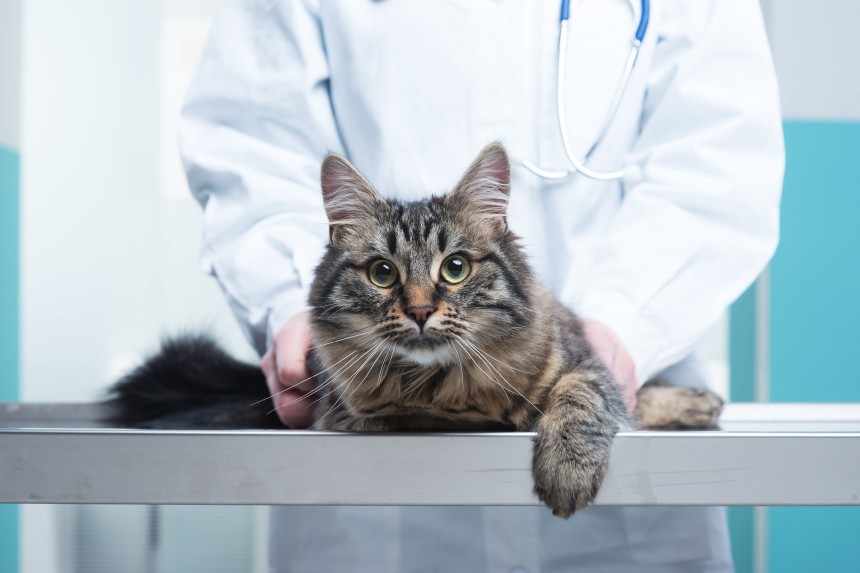 Az akne-miteszer-pattanás, Giardia lamblioza u kota leczenie