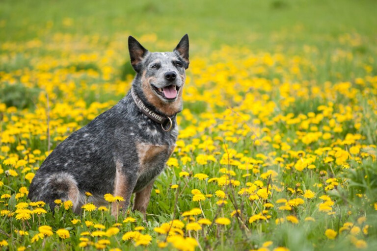 Bluey – najdłużej żyjący pies na świecie
