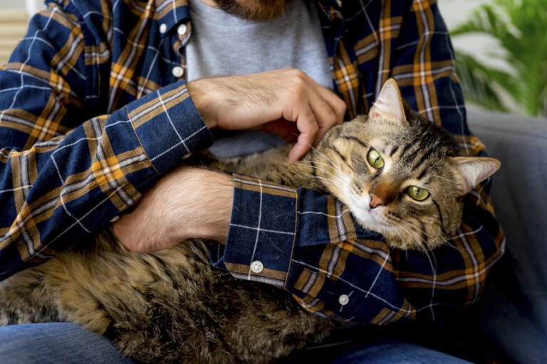 Profesjonalny catsitter – kiedy może być potrzebny opiekun dla kota?