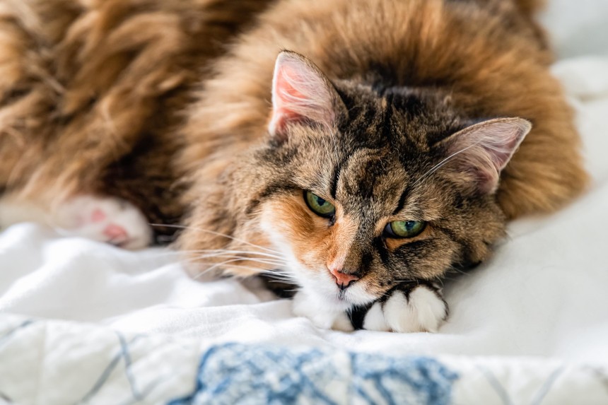 Pozycja bólowa u kota – jak koty okazują ból?