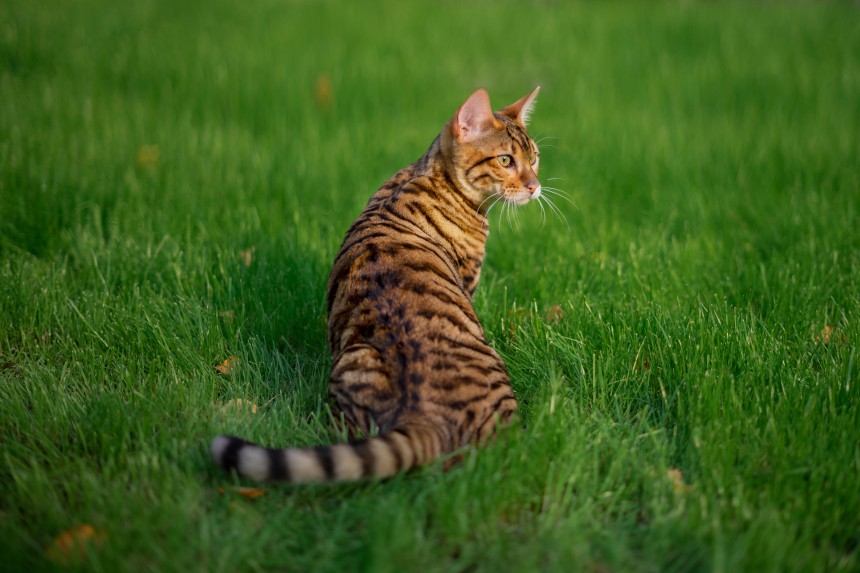 Toyger - wygląd kota