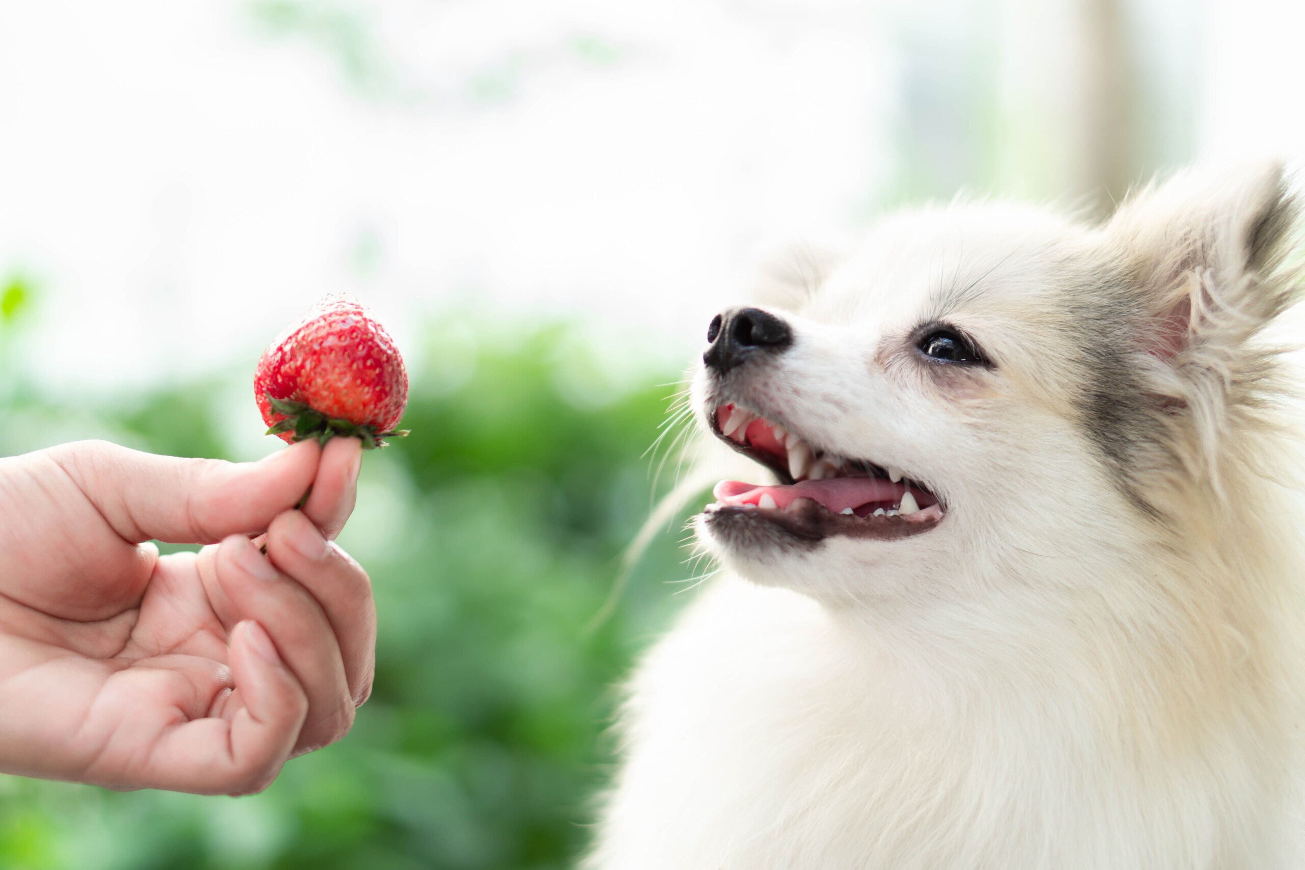Czy pies może jeść truskawki?