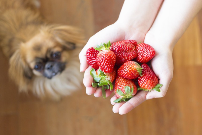 Czy psy mogą jeść truskawki?