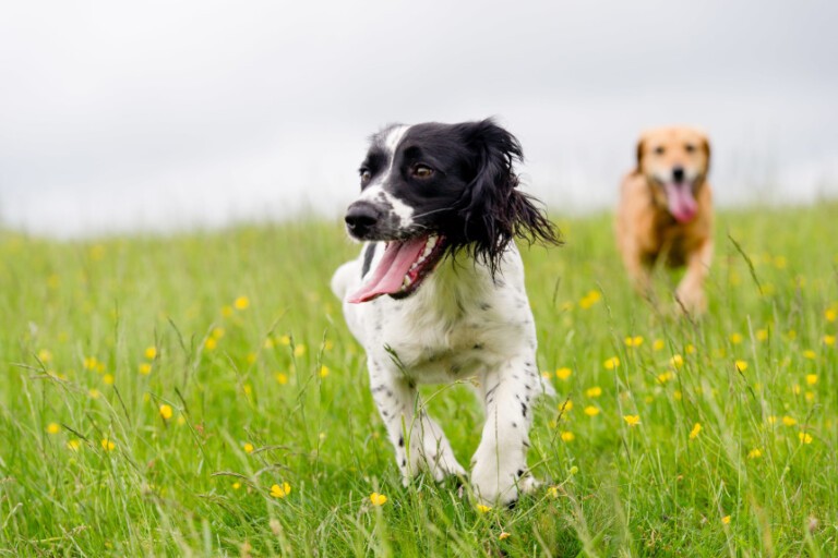 Gwizdanie na psa – czy to działa? Jak je wykorzystać w treningu czworonoga?