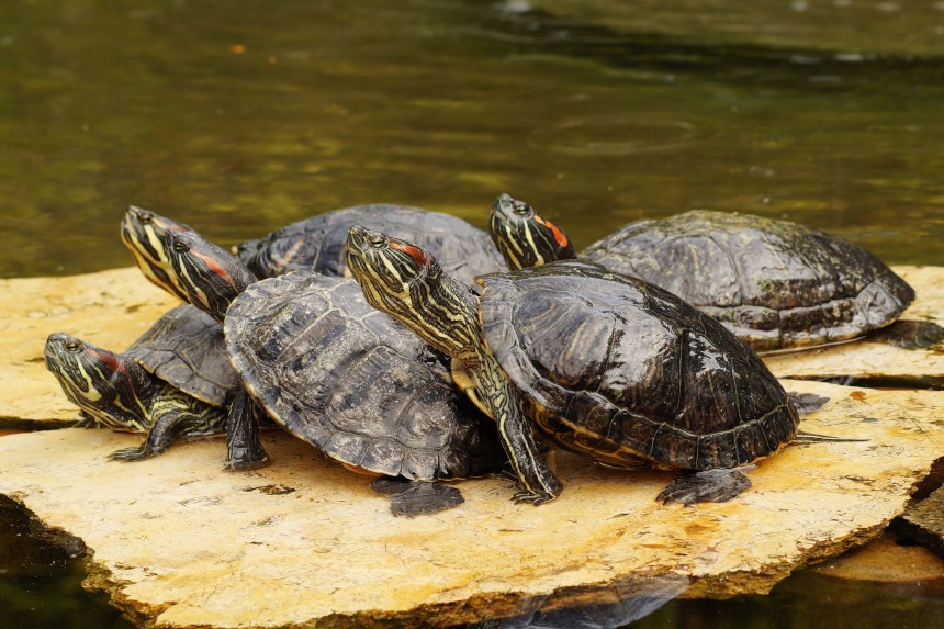 Płeć żółwia - jak ją rozpoznać?
