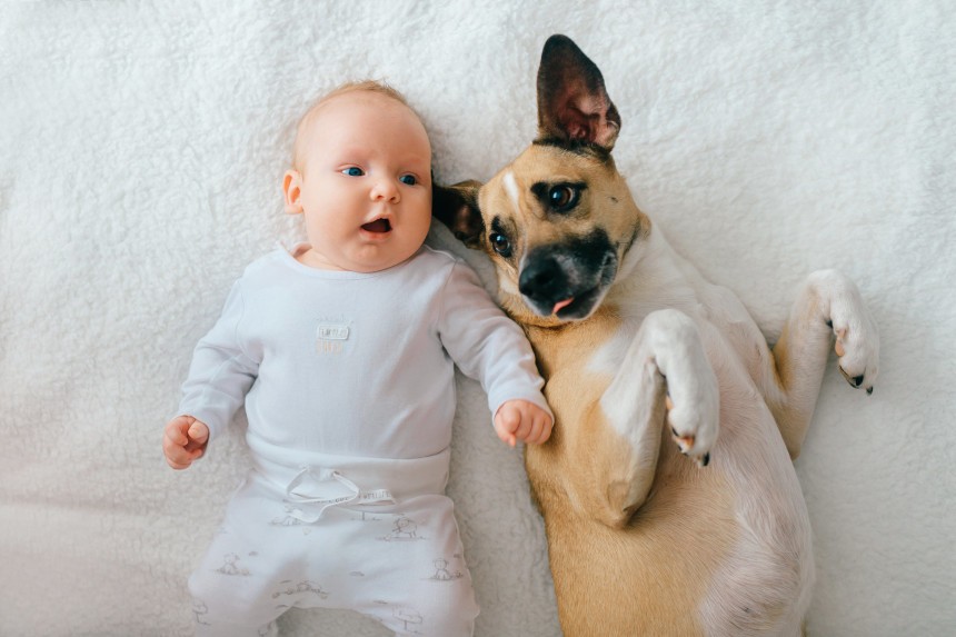 Jak przygotować psa na dziecko?