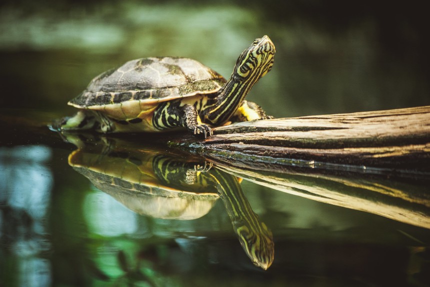 Jak rozpoznać płeć żółwia?
