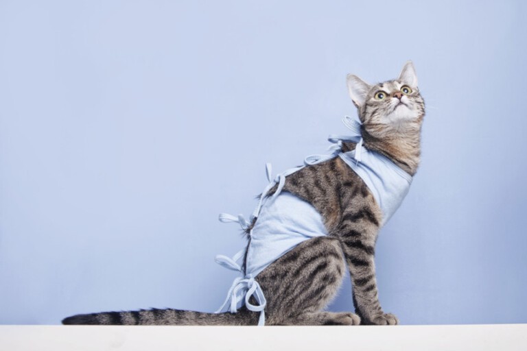 Sterylizacja kotki – kiedy się na nią zdecydować?