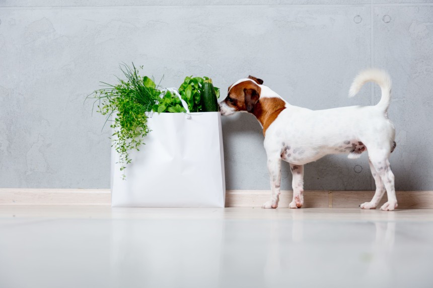 Pies je koperek - czy to będzie zdrowy piesek?