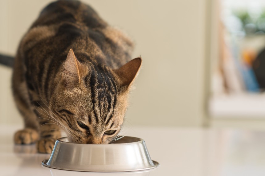 Czy koty mogą jeść szczypiorek?