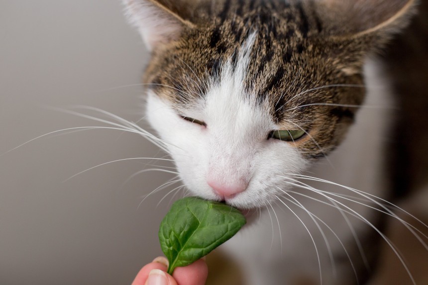Szpinak, szczypiorek i rukola dla kota – zielenina w diecie mruczka
