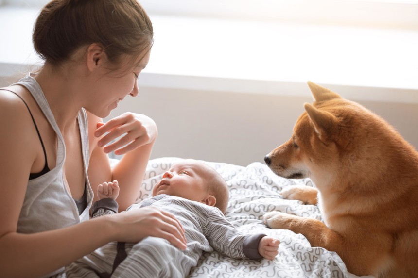Pies i noworodek – co musisz wiedzieć?