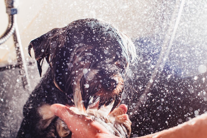 Łupież u psa - jak go kąpać i jakich szamponów do tego używać?