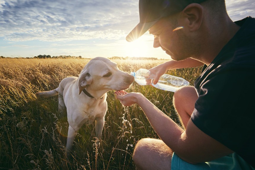 Czy pies może pić wodę gazowaną?