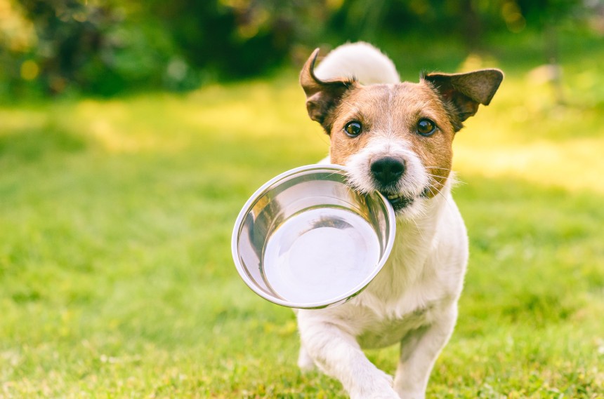 Jaka woda dla psa do picia będzie najlepsza?