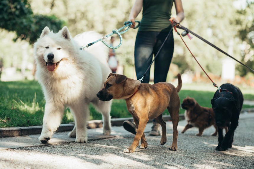 Czym zajmuje się dogwalker?