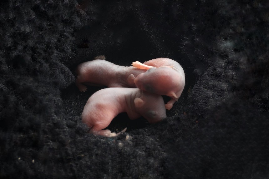 Ciąża szczura - młode szczury