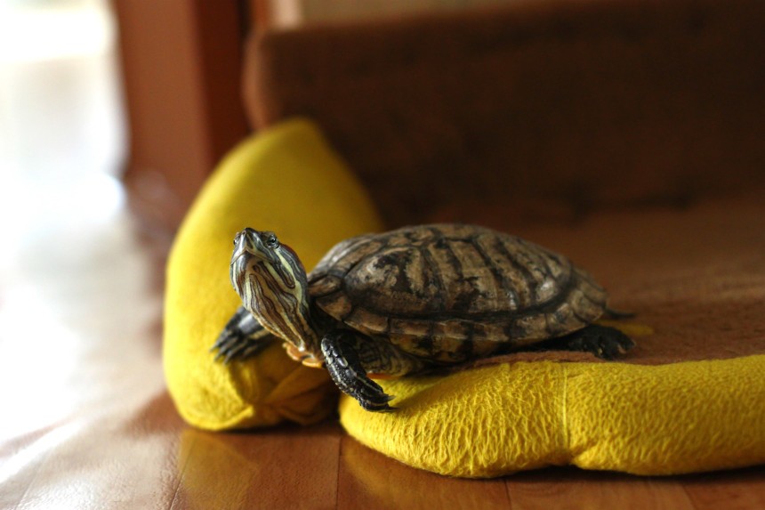 Ile żyje żółw w warunkach domowych?
