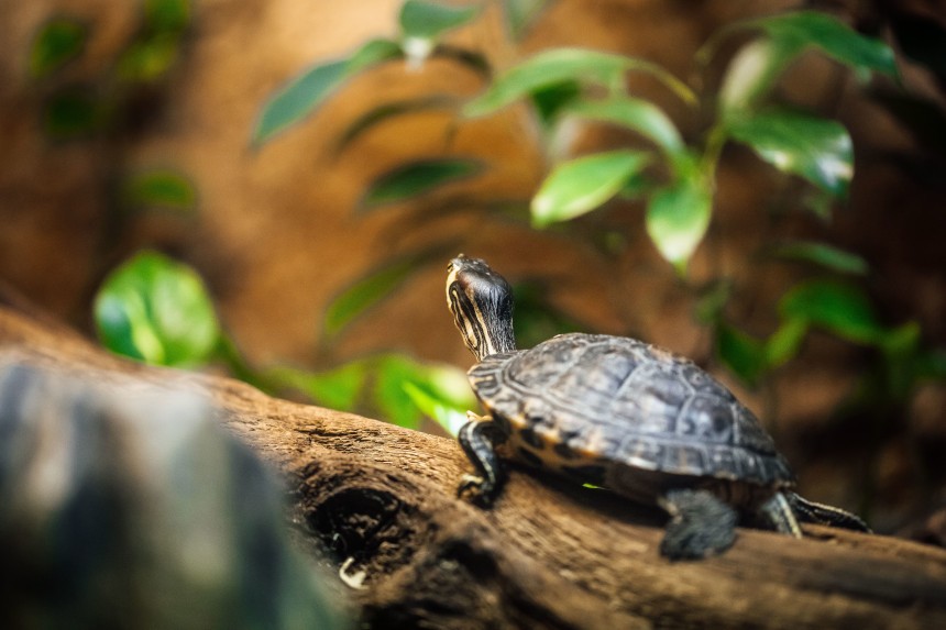 Ile lat żyją żółwie domowe?