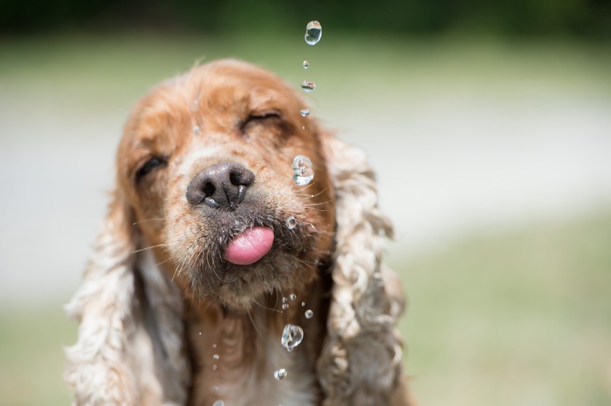 Czy pies może pić wodę gazowaną? Przekonaj się!