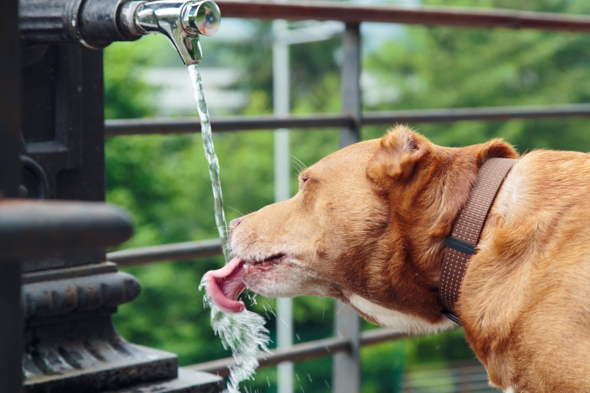 Czy woda z kranu dla psa jest dla niego dobra?