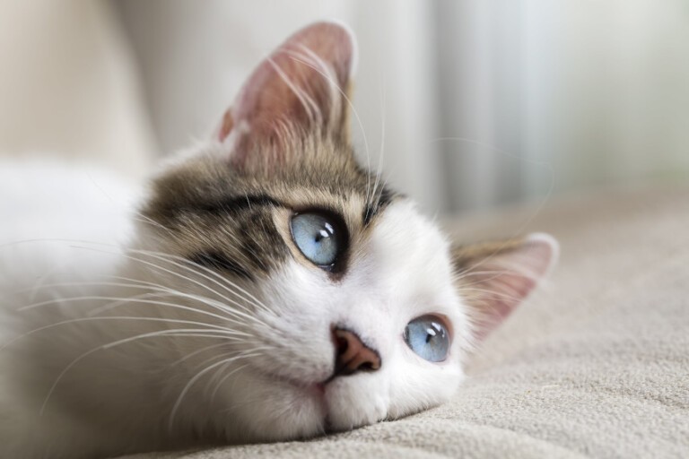 Zoonozy: choroby od kota, którymi możesz się zarazić