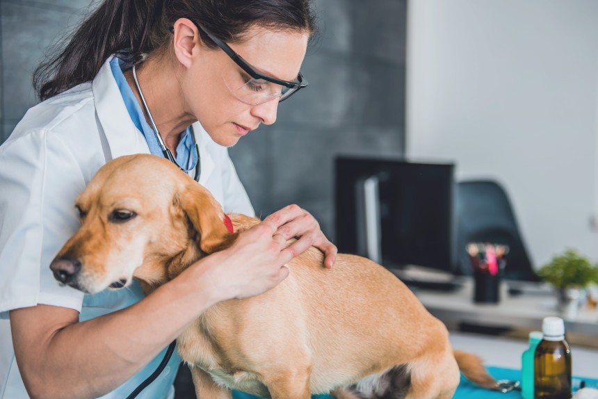 Objawy kleszcza u psa - kiedy powinniśmy skontaktować się z weterynarzem?