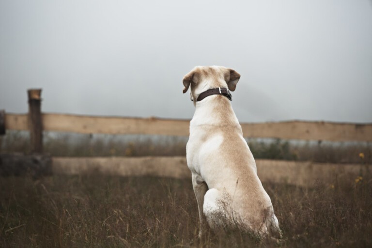 Ogłoszenie o zaginięciu psa – jak i kiedy je napisać?