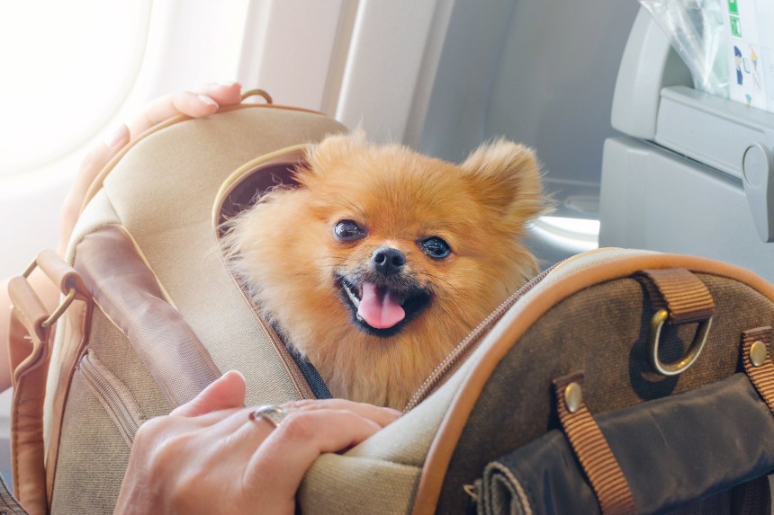 Jak przewieźć psa samolotem?